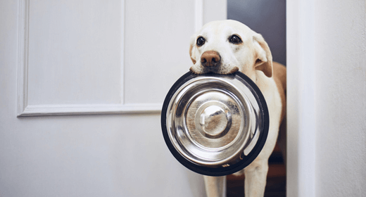 How to Decipher Dog Food Labels: Dates and Shelf Life