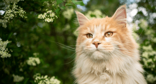 What You Should Know About Changing Your Cat’s Diet 