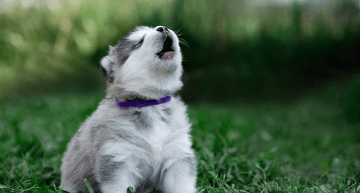 Why Beet Pulp is Good for Dogs