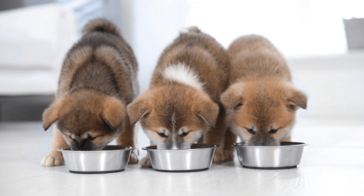 Puppy Basics: Health Care Essentials