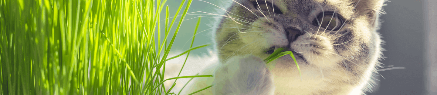 Why Fibre Is Important For Your Cat’s Nutrition?