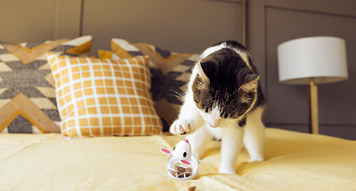 Let's Talk About Kitten Constipation: Signs, Remedies and Prevention