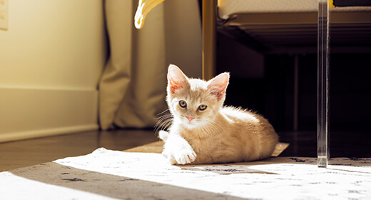 How to Get Rid of Kitten Fleas