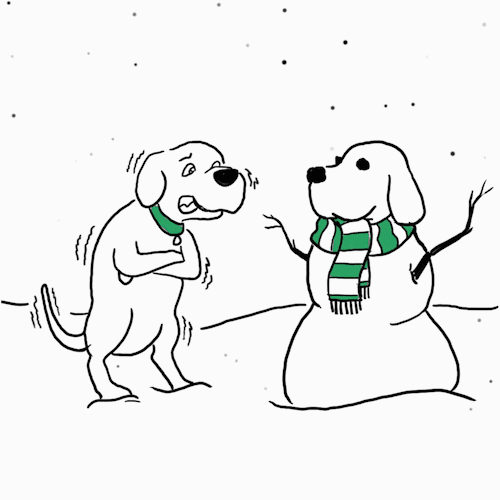 shake fr dogs